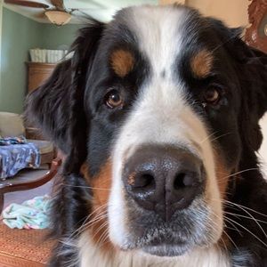 Meet your Posher, Cam